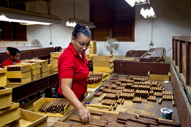 A worker packing cigars at the Partagas factory arranges them according to their colour to ensure the conformity of the distributed product.