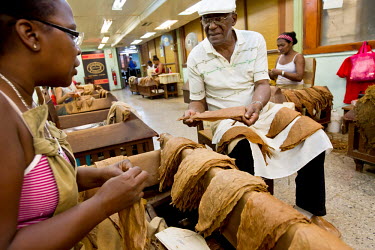 An elderly tobacco worker shows a new recruit how to select the leaves with the best colour and quality at the Partagas cigar factory which has been in operation since 1845.
