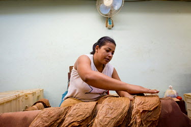 A woman chooses the good tobacco leaves from the bad at the Partagas cigar factory which has been in operation since 1845.