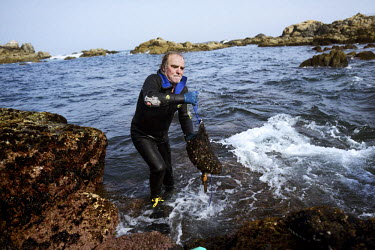 Avelino Mosteiro clambers out of surging waters of the La Coruna coastline with his haul of percebes (Goose barnacles) harvested from off shore rocks. Percebes, considered a luxury seafood item, grow...