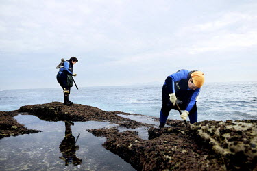 Belen (right) and Lala Gonzalez collect percebes (Goose barnacles), a luxury seafood item, from the shore near Baiona on the storm battered coast of northern Spain. The dangerous business of harvestin...
