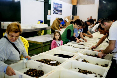 A young girl looks on as percebes (Goose barnacles) collectors arrange their harvest before the daily auction in the Baiona fish market. Percebes, a luxury seafood item, grow on rocks along the storm...