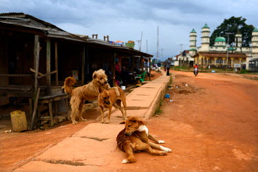Dogs play in the main market of Kailahun, eastern Sierra Leone. According to locals this streets used to be full of customers before the Ebola outbreak. The government of Sierra Leone declared a state...