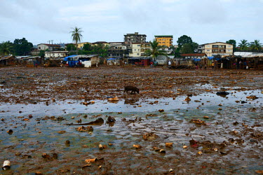A pig walks across a flooded area in Kroo Bay slum on the first day of the national lockdown. The Sierra Leone government has declared a three day lockdown from 19 September in an attempt to prevent t...