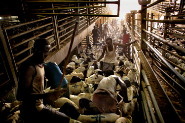 Stockmen herd sheep and goats onto the Al-Baraka 5 in Berbera Port. The animals are bound for Saudi Arabia to feed pilgrims on the annual Hajj. The ship holds 84,879 sheep and goats and this will be i...