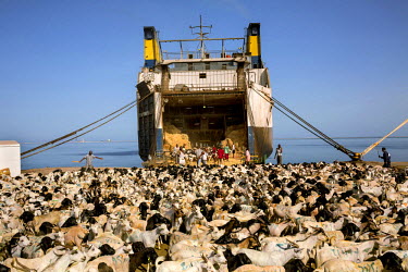 Stockmen herd sheep and goats onto the Al-Baraka 5 in Berbera Port. The animals are bound for Saudi Arabia to feed pilgrims on the annual Hajj. The ship holds 84,879 sheep and goats and this will be i...
