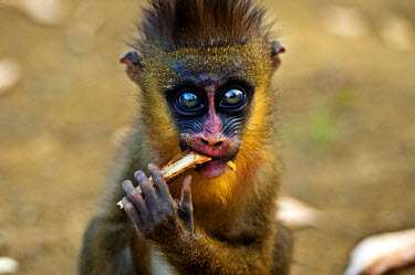 A juvenile mandril monkey, it's mother was killed by poachers and it is now kept by villagers near the Minkebe Forest.