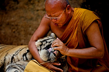 A monk plays with a tiger at the Tiger Temple (Wat Pha Luang Ta Bua). Originally tigers orphaned through poaching were taken into sanctuary at the temple. However, the temple faces allegations that it...