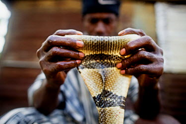 A man rolls the skin of a water cobra. The meat of the snake will be eaten and the skin preserved to hang on his wall.