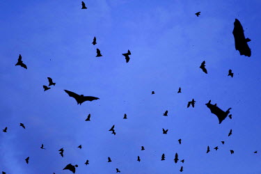 Fruit bats leave their roosts at dusk. The flying mammals are believed to be carriers of the ebola virus and the current outbreak has been linked to fruit bats in Guinea.
