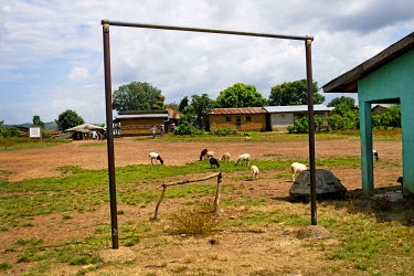 Sheep graze on a football pitch football field in Dandano, a village in Eastern Guinea near the border with Liberia. The village, isolated like others in the mountainous wooded Forest Region of Guinea...
