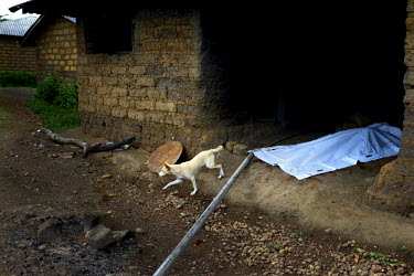 A dog emerges from a house where a body has been covered with a tarpaulin by the Red Cross. The village, isolated in the mountainous wooded Forest Region of Guinea, finally opened up to the outside wo...