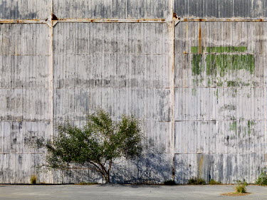 A tree sprouts from a hangar at the former international airport, opened in 1968 and deserted since the Turkish invasion of 1974. It is in the Buffer Zone that separates Greek Southern and Turkish Nor...