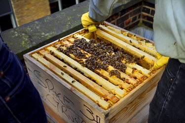 Beekeepers Chris Barnes and Paul Webb inspect their hives kept on top of Cafe Spice Nameste in the City of London. This is the final hive inspection, to check for disease or other problems, before the...