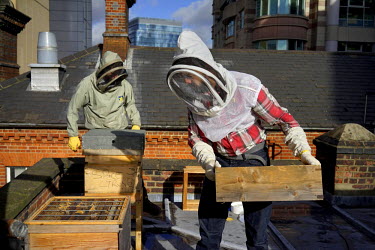 Beekeepers Chris Barnes (dark hair) and Paul Webb of Barnes and Webb inspect their hives on top of Cafe Spice Nameste in the city of London.  This is the final hive inspection to check for disease or...
