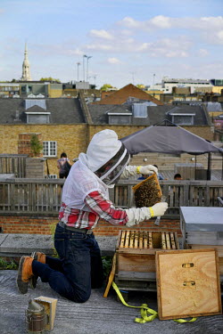 Beekeeper Chris Barnes inspecting hives kept on top of The Red Gallery in Shoreditch. This is the final hive inspection, to check for disease or other problems, before the hives are shut up for winter...