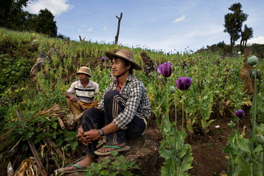 Farm workers take a break from harvesting opium in a poppy field in Bang Laem Village in a Shan State Army - South controlled area of Shan State.