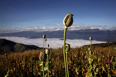 Opium resin runs down a poppy head in a field in Long Douay Village in a Shan State Army - South controlled area of Shan State.