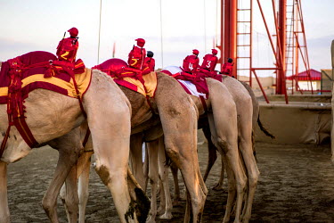 Camels with their robot jockeys line up for a race.