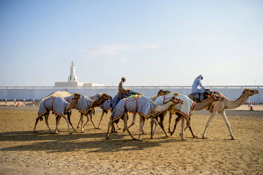 Camels and their trainers pass a mosque on their way home after training.