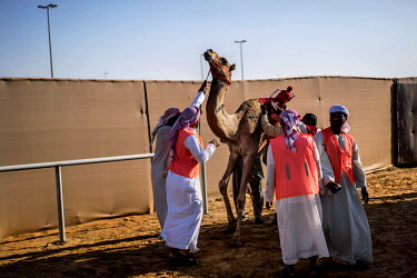 Wranglers calm a camel that has just finished a race.