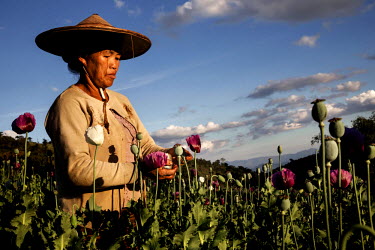 Ba May harvests opium from poppies in Bang Laem Village in a Shan State Army - South controlled area of Shan State.