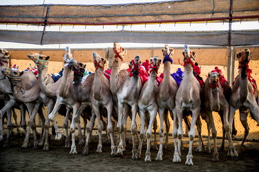 Camels with their robot jockeys line up for a race.