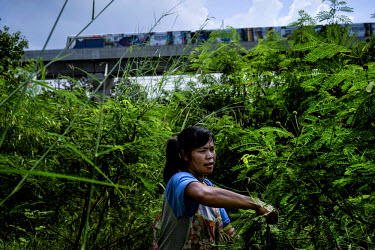 Underneath the BTS Skytrain line, a woman has snuck into a private field to pick Cha-om, a herb used for cooking.~<i>This is Bangkok</i> Globalised and localised.  Everyone is plugged into something....