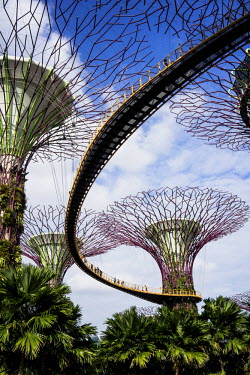 A walkway leads between tree-like structures called 'supertrees' dominate the 'Gardens by the Bay' landscape with heights of up to 50 metres. These vertical gardens perform a multitude of functions su...