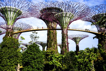 People walk along a walkway between tree-like structures called 'supertrees' dominate the 'Gardens by the Bay' landscape with heights of up to 50 metres. These vertical gardens perform a multitude of...