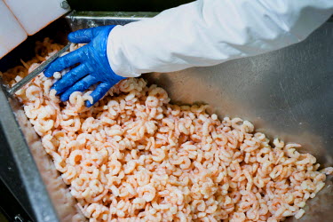 A worker works on a machine that processes prawns at Greencore's Manton Wood facility near Worksop. Greencore's Food to Go factory in Manton Wood near Worksop in Nottinghamshire is the world's largest...