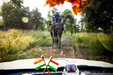 Workers from the Panna Tiger reserve track a tiger with an elephant.