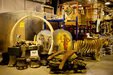 Various animal parts, including whole stuffed tigers, elephant's feet and ivory, are seen in a repository of the U.S. Fish & Wildlife Service in Denver after having been seized by US Customs.
