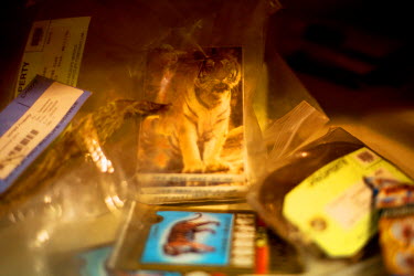 Tiger body parts, including penises, catalogued and wrapped up, are visible at a U.S. Fish & Wildlife Service warehouse in Denver after having been seized by customs officials.
