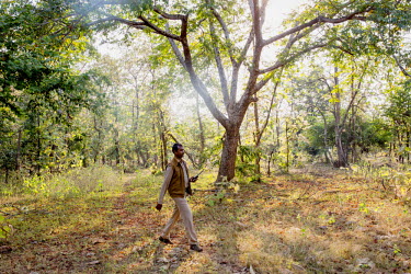 A worker with a walkie-talkie patrols in the Panna Tiger Reserve.
