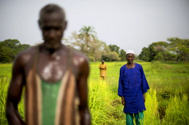 The villagers of Kabiline working in the rice fields of the valley. Rice cultivation, very important for the local economy in Casamance, has been affected by the salinisation of the soil and ground wa...