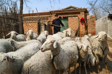 A 66 year old sheep farmer herds his sheep near his farm. He says that he dreads moving into an apartment because of the lack of food security his new life will mean for him. In a move to increase the...