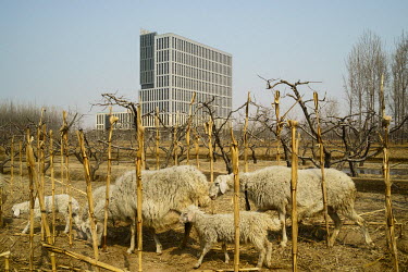 Sheep graze near a modern building in Hebei province. More and more farmland is being cleared and turned into new 'replacement' housing estates for farmers who have been moved from their land. In a mo...