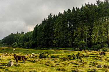 Wild ponies grazing in the Bellever Forest in Dartmoor National Park.