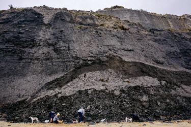 People and their dogs searching for fossils at the base of a crumbling sea cliff. The area is noted for the fossils, especially amonites, found in the cliffs and beaches, which are part of the Heritag...