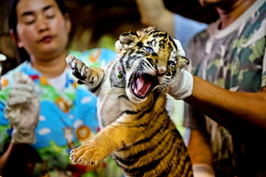 This is just one of 16 tigers cubs seized on Friday (26 Oct 2012) after a botched effort to smuggle the them across the border from Thailand into Laos. A veterinary team from the wildlife forensic uni...