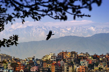 The silhouette of a bird is visible against the Himalayas with a view of Kathmandu in the foreground. Over the past few years, Kathmandu has undergone a period of rapid urbanization, however throughou...