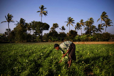 A Rohingya man picks vegetables on farmland in the segregated Bu May Rohingya village north of Sittwe. Land ownership has been a constant source of conflict between Rohingya, who have few land ownersh...