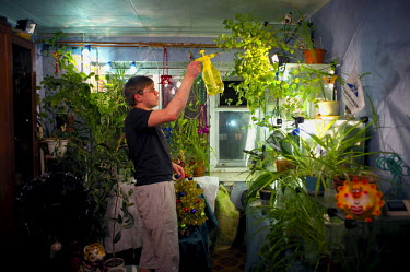 A young man sprays water onto plants which he is raising in his apartment. During the long winter months, resident of Norilsk find that they're completely lacking the presence of living plants and man...