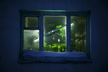 A UV lamp hangs at an angle in a window in Norilsk. During the Arctic winter, the sun doesn't rise at all for around 6 weeks and many people living in Norilsk can be affected by this. Lack of sunlight...