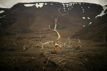 A dead tree in a lifeless landscape near Norilsk. According to Pure Earth (formerly known as the Blacksmith Institute), Norilsk is the seventh most polluted city in the world. It is also the most poll...