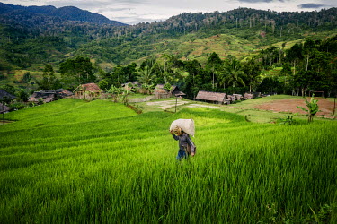 A farmer carries a sack of grass and leaves, feed for his livestock, through a rice fields.