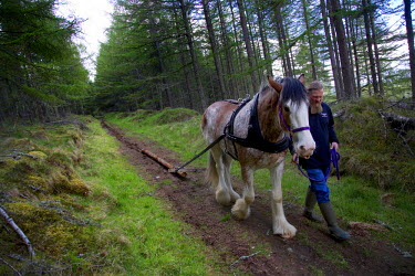 Emily a two year old Clydesdale horse assists Dave Garman with a felled tree. Garman, 45, originally from Los Angeles, where he was once the chief of the Scottish American Athletic Association, the co...