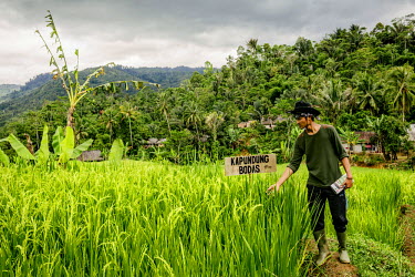 A man checks rice plants in a paddy field where different varieties of rice, their type labelled on the sign, are being grown as part of a project to protect and maintain traditional growing technique...