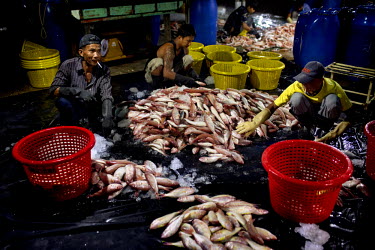 Workers unload and sort through fish at a port in Ranong.